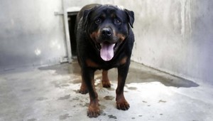 Pri útoku psa ponúknite ruku, radia odborníci