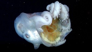 VIDEO: Extrémne vzácnu chobotnicu videli vedci len trikrát v živote