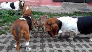 VIDEO: Srnček v netradičnom stáde. Rodinu si našiel medzi psami