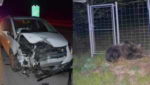 Na vjazde do Košíc auto zrazilo 150-kilového medveďa