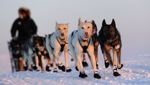 Iditarod vyhral od roku 1976 prvý potomok pôvodnej Aljašky