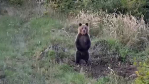 Útok medveďa: Po tom, čo zaútočil na ovcu, zásahový tím monitoruje okolie