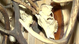 Kšeftoval so vzácnymi poľovníckymi trofejami. Za mrežami si posedí dva roky