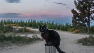 V Amerike vypukla hystéria okolo čiernych mačiek. Z útulkov si ich berú desiatky, toto je dôvod