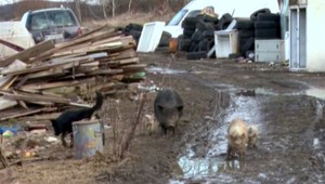 Našli zdochliny na farme, ich majiteľ tvrdí, že nie sú jeho