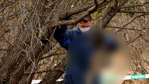 Beštiálny čin pri Poprade: Niekto psa kruto utýral a obesil na konár stromu