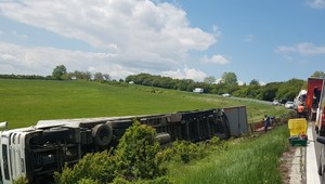 VIDEO: Kamión plný prasiat sa prevrátil, mnoho zvierat uhynulo