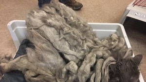 Zanedbaný kocúr mal na sebe viac ako dva kilogramy zlepených chlpov. Pomenovali ho podľa dredov