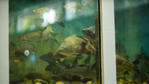 Rybári, poľovníci, včelári zbystrite pozornosť! Nitra pripravuje veľké výstavy