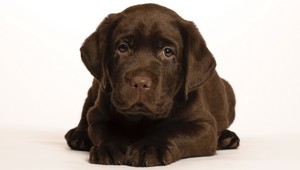 Ak si nedáte začipovať psíka či mačku, hrozí vám pokuta 300 eur