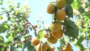 Väzenie hrozí za pár marhúľ: Novela trestného zákona priniesla nižšie tresty, "farmársky zákon" však obišla