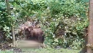 Na Liptove je opäť problém s medveďom. Za bieleho dňa si urobil hostinu pri rodinnom dome