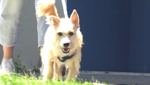 Psík mal v priedušnici dieru z reťazí na krku. Lekári ho zachránili unikátnou operáciou