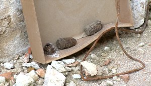 Ďalšia evakuácia v Košiciach. Pri upratovaní našli granáty