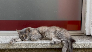 Na známom ostrove bojujú s epidémiou mačacieho koronavírusu