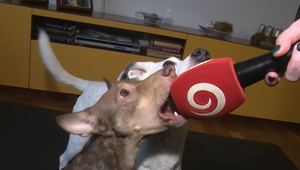 Moderný výcvik psov bez kriku či trestov. Tréneri prezradili, ako na to