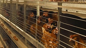 Odborníci sa obávajú, že vtáčia chrípka sa začne šíriť vzduchom a spôsobí pandémiu