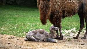 Nové prírastky v bratislavskej ZOO: Pozrite sa na mláďatká ťavy dvojhrbej