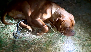 Mimoriadne krutým spôsobom sa zbavil psa. Zviazal ho, aby sa nemohol pohnúť a odhodil ho za dedinu