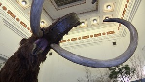 V Slovenskom národnom múzeu vystavujú gigantické zvieratá