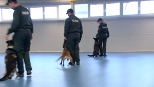 Nemecká armáda vycvičila psov, ktorí dokážu vystopovať koronavírus. Pomáhať majú na masových akciach