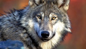 Bratislavská ZOO dopraje vlkom väčší výbeh, pomôcť môžete aj vy