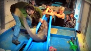 Žraloky na Slovensku. Jedného sťahoval aj Jožo Kubáni!