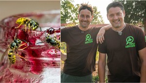 Prečo sú osy uprostred leta zrazu také útočné? Skutočný dôvod vás naozaj prekvapí!