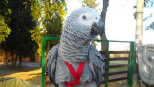 V Obišovciach sa stratil papagáj žako, pomôžte