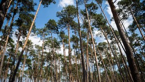 ZOZNAM: Na území obcí na Záhorí platí zákaz vstupu a využívania lesov