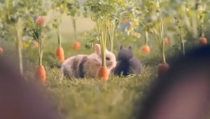 VIDEO: Vezmite si príklad z králikov. Poľsko chce zvýšiť pôrodnosť svojsky