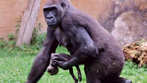 Zomrela gorila, ktorá sa v roku 2008 starala o mŕtve mláďa