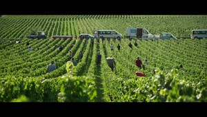 Vinári označia víno ako slovenské, no dovezú ho zo zahraničia, tvrdí Cech vinohradníkov a vinárov