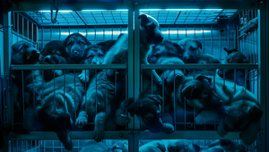 Slovák prevážal v kufri auta 30 šteniat v zúboženom stave, zastavili ho colníci