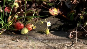 Na Slovensku padol storočný teplotný rekord. V záhrade môžete nájsť ešte aj jahody