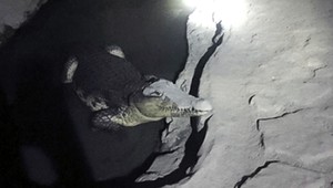 Policajti hľadali nelegálne zbrane, namiesto toho našli v pivnici dospelého krokodíla