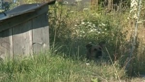 V Suchej Hore pohrýzol policajta zúrivý pes