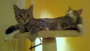 Hľadá sa kocúrik Max! Stratil sa v Ružinove...