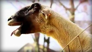 VIDEO. Hviezdami internetu sa stali tieto komunikatívne kozy