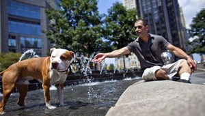 Nový zákon o chove psov. Pravidlá sú vraj zle špecifikované