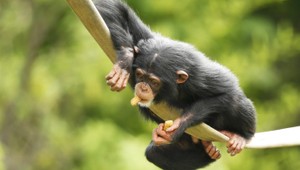 Človek sa nevyvinul z opice a netopiere vidia. 10 mýtov z ríše zvierat, ktorým musíme prestať veriť