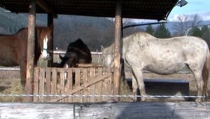 Farmár vraj zanedbáva zvieratá, psov mu odobrali, na kone si posvietia