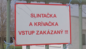 Nákaza slintačky a krívačky: Likvidácia dobytka pokračuje na štvrtej zasiahnutej farme
