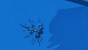 Po viac ako 300 rokoch objavili pri pobreží Malorky fascinujúceho tvora