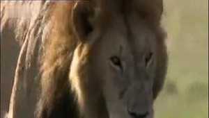 Lev v poľovníckom revíri? Údajne ho videli v Brutoch