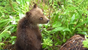 VIDEO: Zásahový tím rieši vo Vysokých Tatrách ďalší medvedí problém