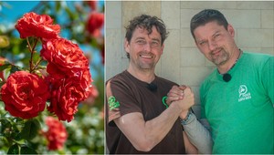 Vypestujte si krásne ruže zadarmo a bez otročiny: Trik, ktorý zvládne každý záhradkár!