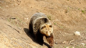 Tragický útok šelmy: Muž zahynul po útoku medveďa