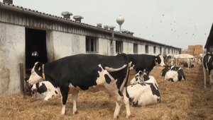 Opatrenia na Žitnom ostrove: Veterinári sprísňujú ochranu pred slintačkou a krívačkou