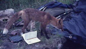 Líška pohrýzla deti v postieľke!